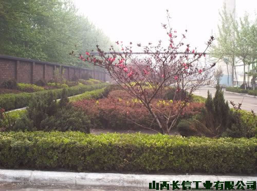 生機(jī)盎然的紅花綠草